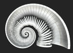 spiral shell